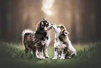Pomsky Puppies