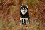 Pomsky