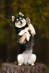 Pomsky
