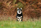 Pomsky