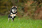 Pomsky
