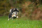 Pomsky