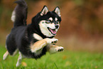 Pomsky