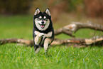 Pomsky