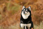 Pomsky