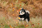 Pomsky