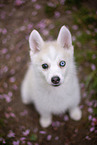 Pomsky
