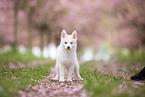 Pomsky