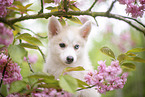 Pomsky
