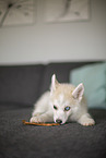 Pomsky