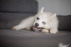 Pomsky