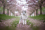 Pomsky