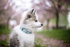 Pomsky