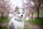 Pomsky