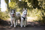 Pomsky