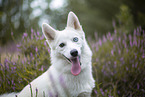 Pomsky
