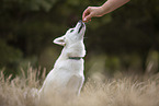 Pomsky