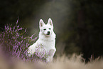 Pomsky
