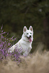 Pomsky