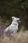 Pomsky