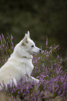 Pomsky