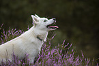 Pomsky