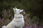 Pomsky