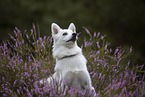 Pomsky