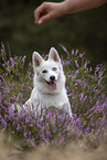 Pomsky