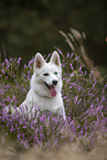 Pomsky