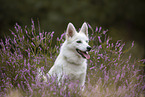 Pomsky
