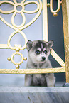 Pomsky