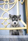 Pomsky