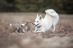 Pomsky