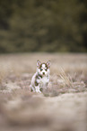 Pomsky
