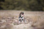 Pomsky