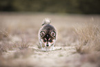 Pomsky