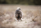 Pomsky