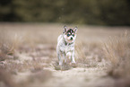 Pomsky