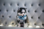 Pomsky