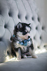 Pomsky