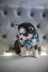 Pomsky