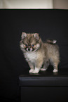 Pomsky