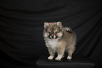 Pomsky