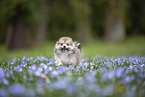 Pomsky