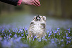 Pomsky