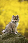 Pomsky