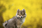 Pomsky
