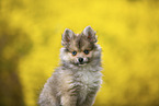 Pomsky