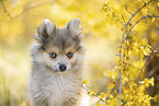Pomsky